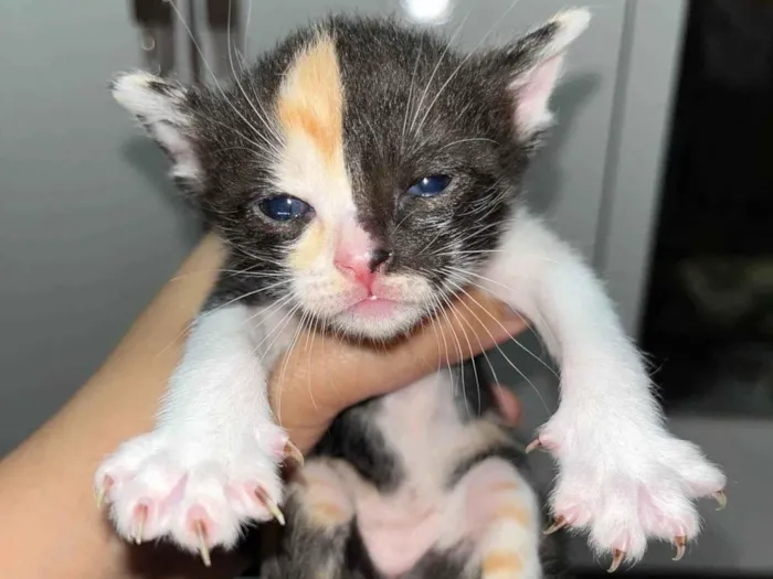 Gato ra a SRD-ViraLata idade Abaixo de 2 meses nome Não possui 