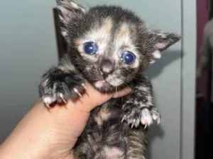 Gato raça SRD-ViraLata idade Abaixo de 2 meses nome Não possui 