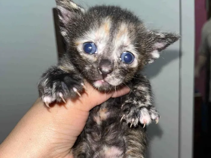 Gato ra a SRD-ViraLata idade Abaixo de 2 meses nome Não possui 
