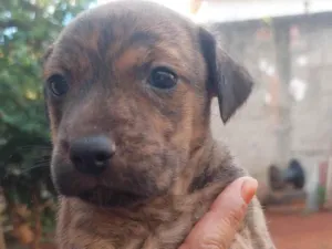 Cachorro raça SRD-ViraLata idade Abaixo de 2 meses nome 9 cães 