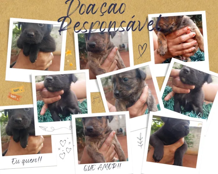Cachorro ra a SRD-ViraLata idade Abaixo de 2 meses nome 9 cães 