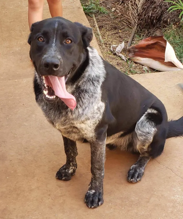 Cachorro ra a SRD-ViraLata idade 1 ano nome BANZÉ