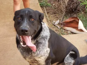 Cachorro raça SRD-ViraLata idade 1 ano nome BANZÉ