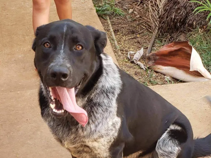 Cachorro ra a SRD-ViraLata idade 1 ano nome BANZÉ