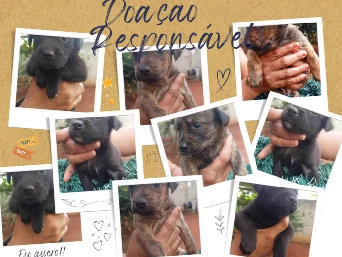 Cachorro ra a SRD-ViraLata idade Abaixo de 2 meses nome 9 cães 