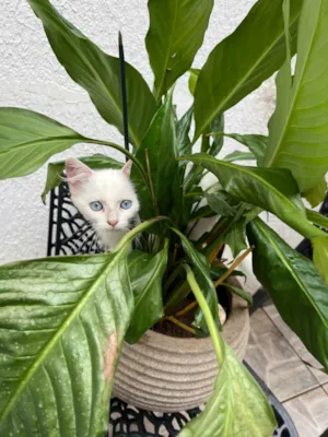 Gato raça Siamês idade 2 a 6 meses nome Bruno 
