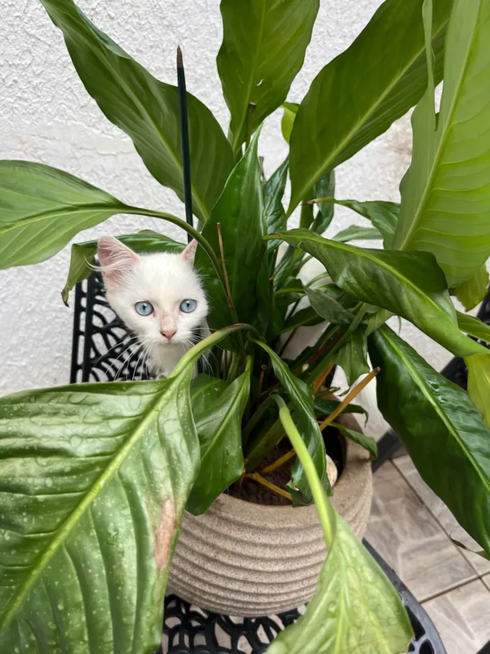 Gato ra a Siamês idade 2 a 6 meses nome Bruno 