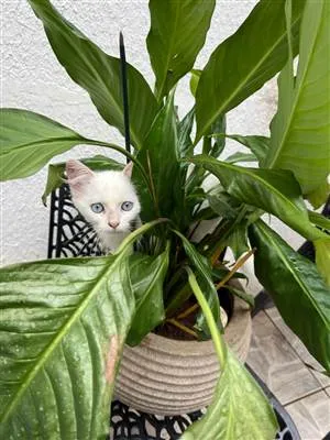 Gato raça Siamês idade 2 a 6 meses nome Bruno 