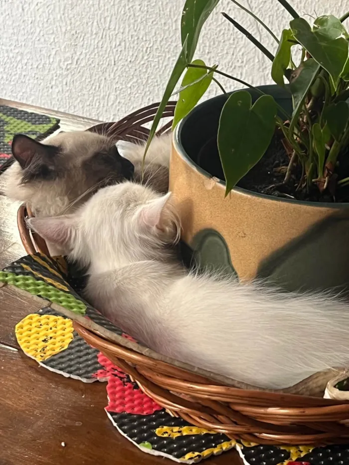 Gato ra a Siamês idade 2 a 6 meses nome Bruno 