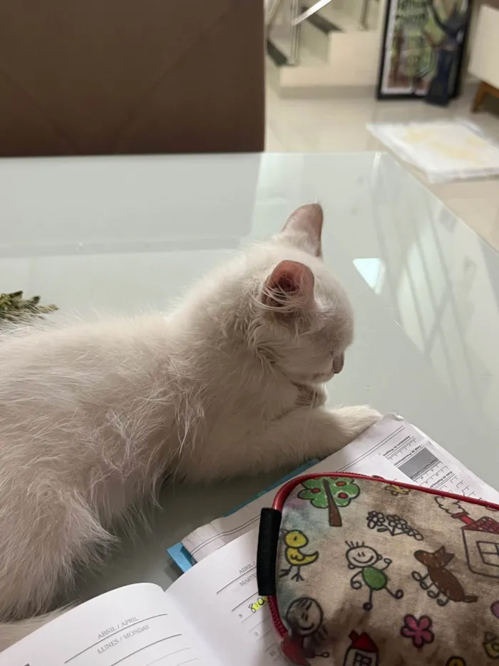 Gato ra a Siamês idade 2 a 6 meses nome Bruno 