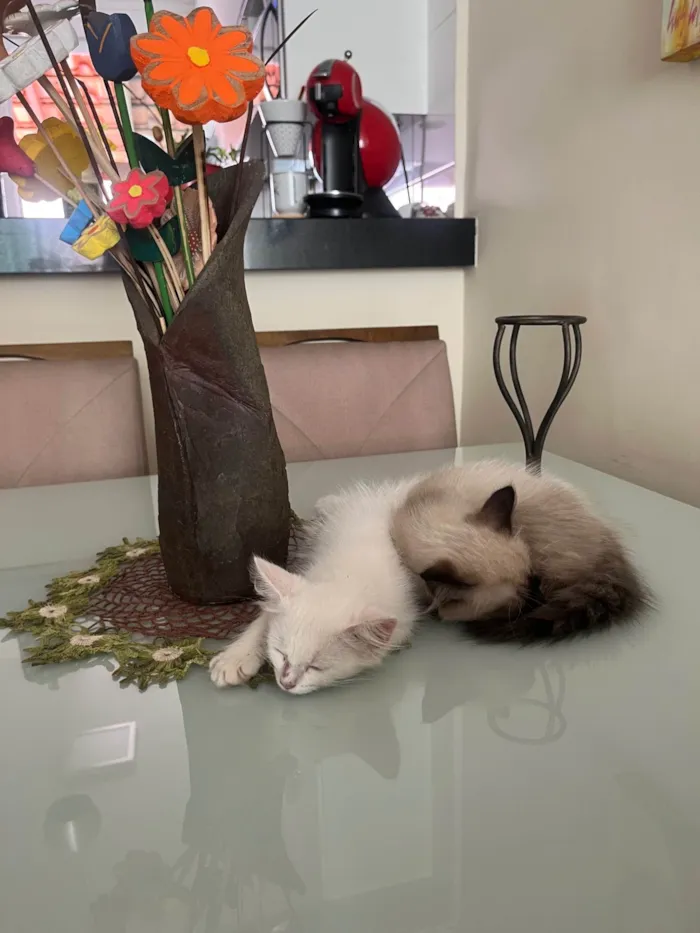 Gato ra a Siamês idade 2 a 6 meses nome Bruno 