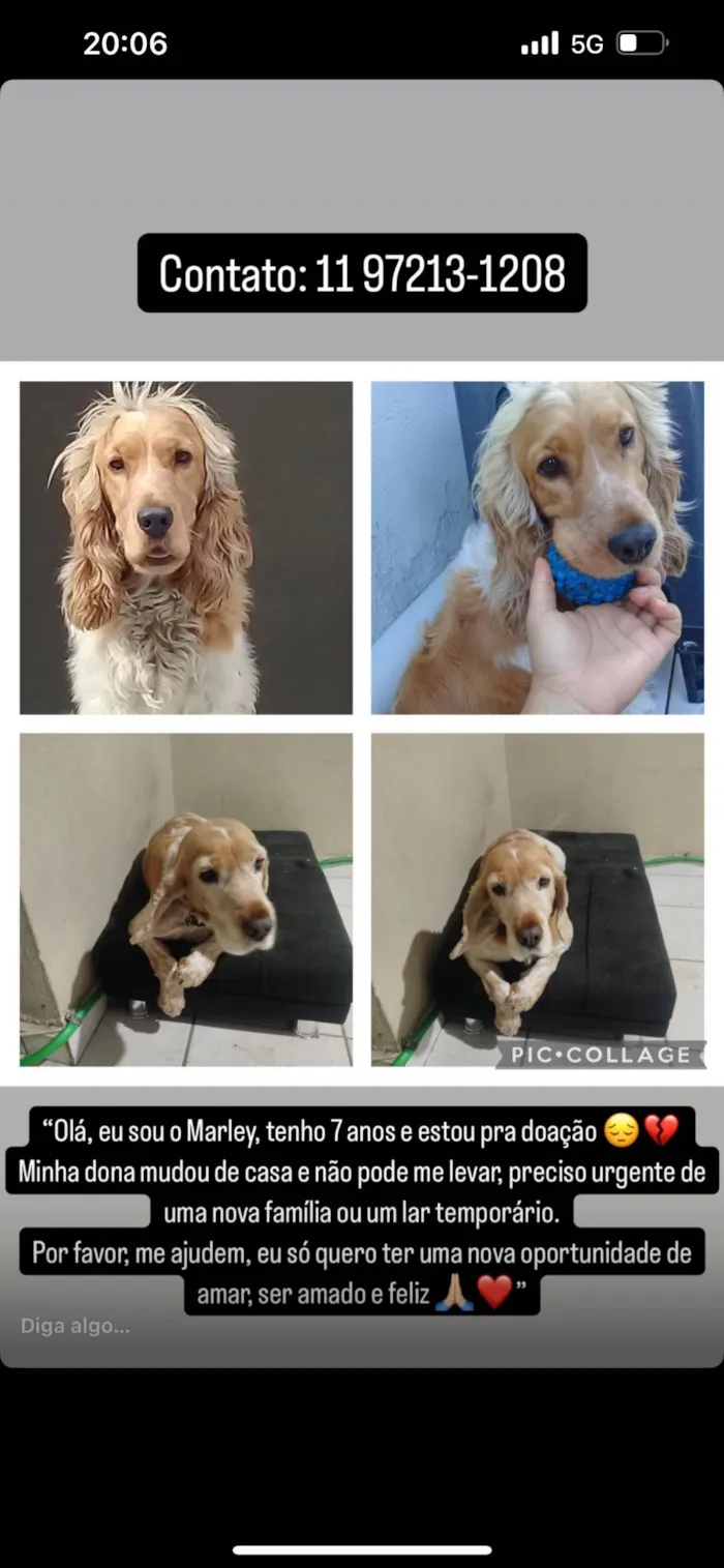 Cachorro ra a SRD-ViraLata idade 6 ou mais anos nome Marley 