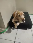 Marley