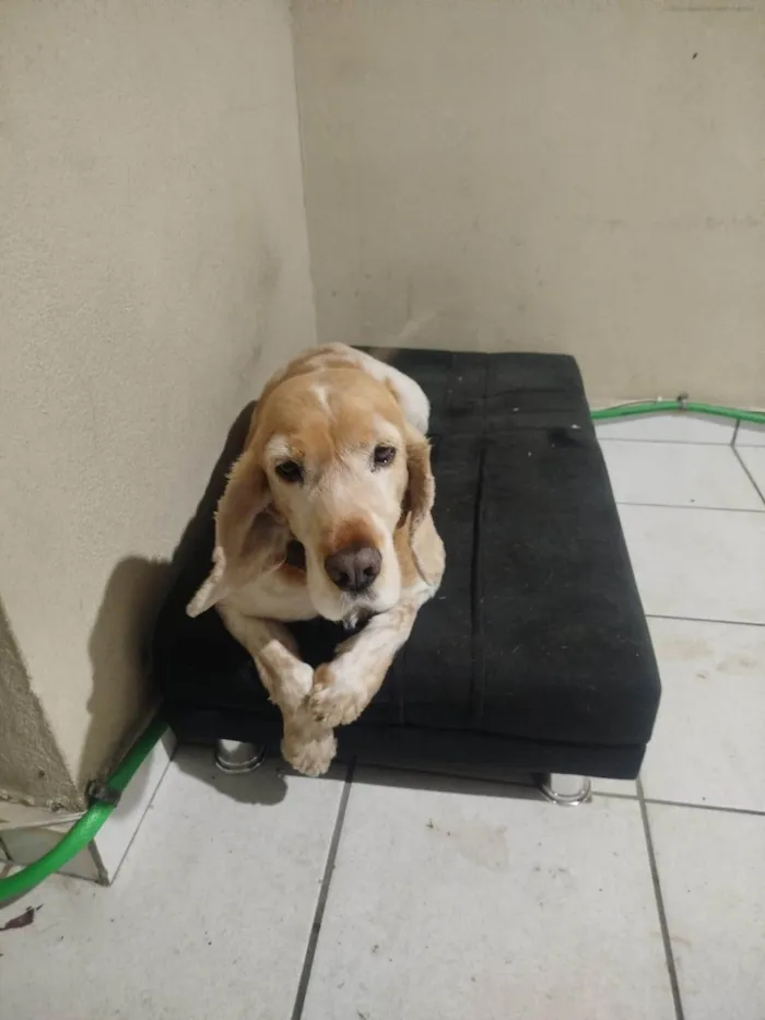 Cachorro ra a SRD-ViraLata idade 6 ou mais anos nome Marley 