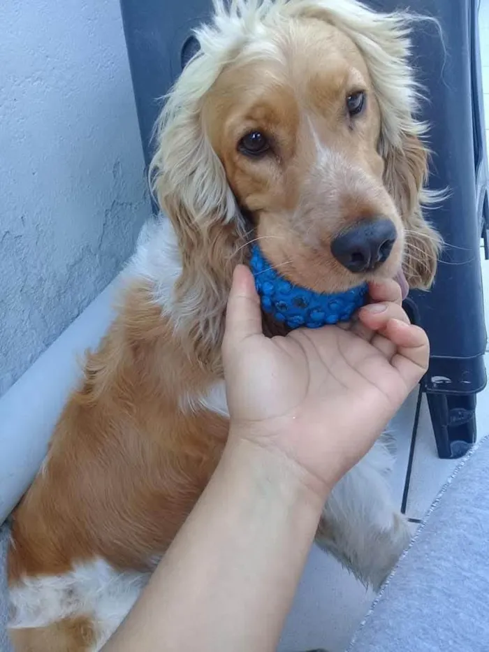 Cachorro ra a SRD-ViraLata idade 6 ou mais anos nome Marley 