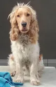 Marley