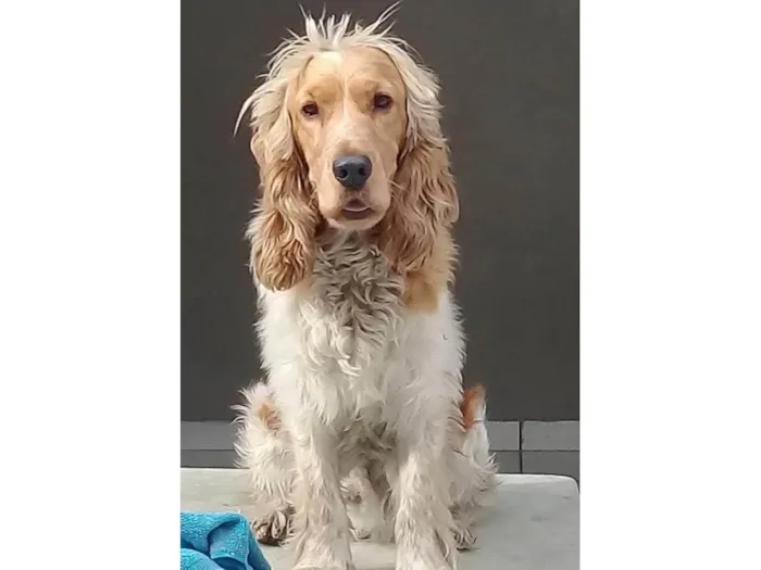 Cachorro ra a SRD-ViraLata idade 6 ou mais anos nome Marley 