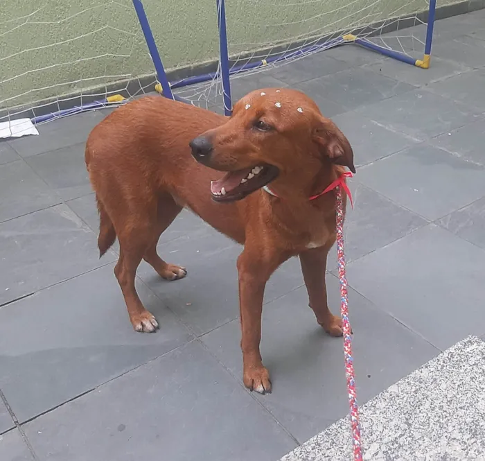 Cachorro ra a SRD-ViraLata idade 1 ano nome Luma