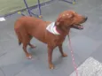 Luma