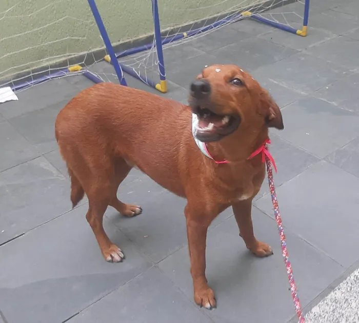 Cachorro ra a SRD-ViraLata idade 1 ano nome Luma