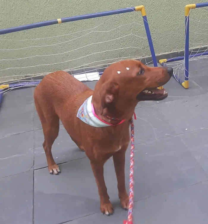 Cachorro ra a SRD-ViraLata idade 1 ano nome Luma