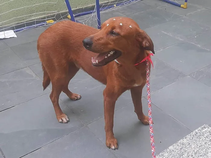 Cachorro ra a SRD-ViraLata idade 1 ano nome Luma