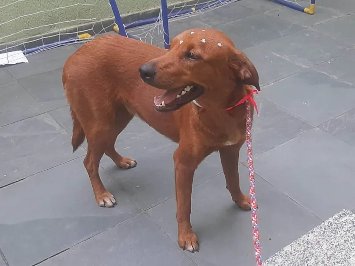 Cachorro ra a SRD-ViraLata idade 1 ano nome Luma