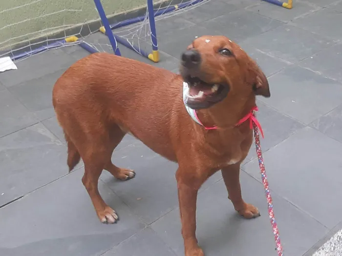 Cachorro ra a SRD-ViraLata idade 1 ano nome Luma