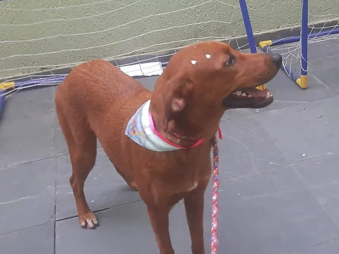 Cachorro ra a SRD-ViraLata idade 1 ano nome Luma