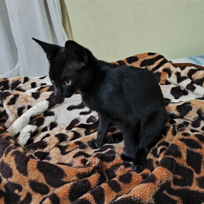 Gato ra a SRD-ViraLata idade 2 a 6 meses nome Filhote Urgente