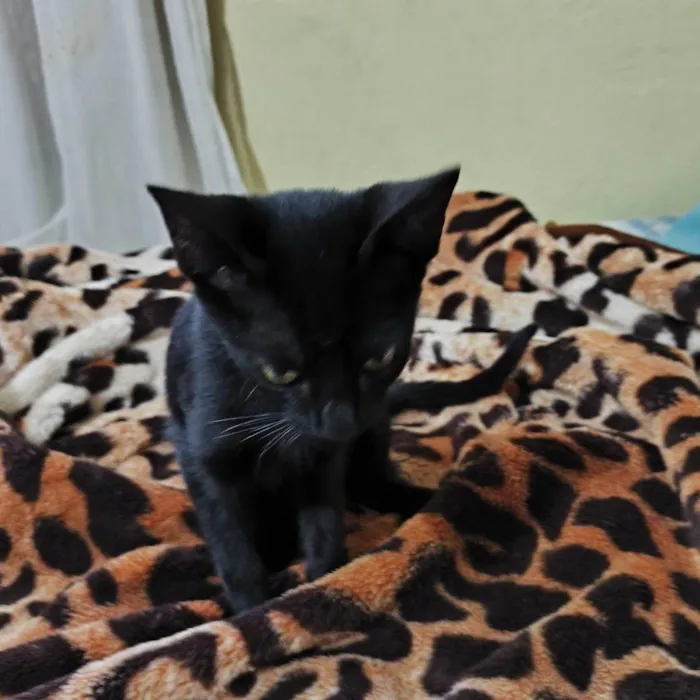 Gato ra a SRD-ViraLata idade 2 a 6 meses nome Filhote Urgente