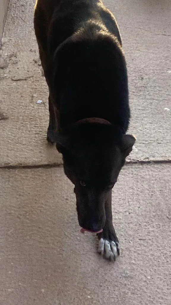 Cachorro ra a SRD-ViraLata idade 7 a 11 meses nome Fêmea Urgente