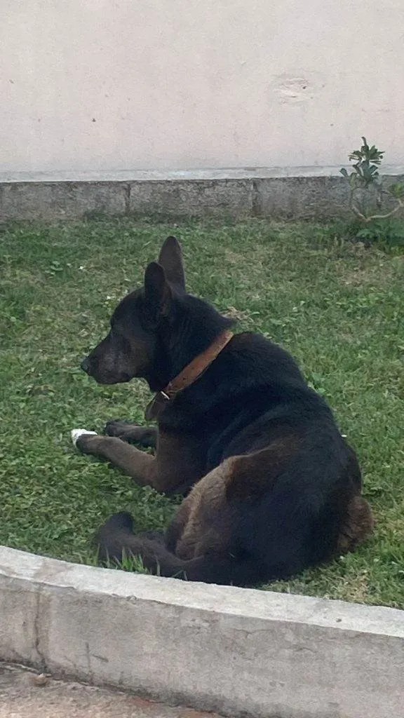 Cachorro ra a SRD-ViraLata idade 7 a 11 meses nome Fêmea Urgente