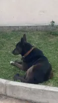 Fêmea Urgente