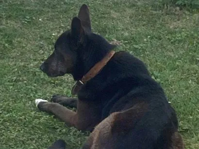 Cachorro raça SRD-ViraLata idade 7 a 11 meses nome Fêmea Urgente