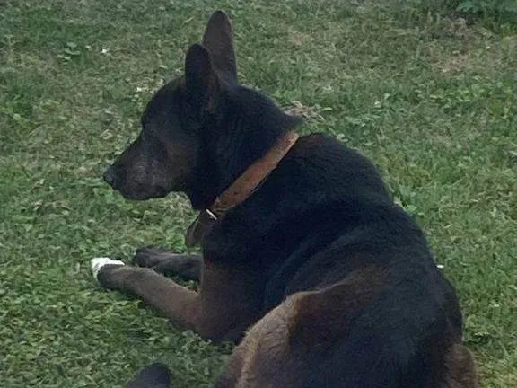 Cachorro ra a SRD-ViraLata idade 7 a 11 meses nome Fêmea Urgente