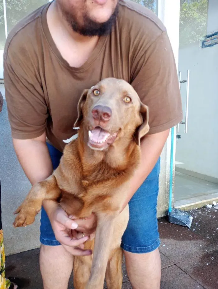 Cachorro ra a SRD-ViraLata idade 7 a 11 meses nome Adoção Urgente