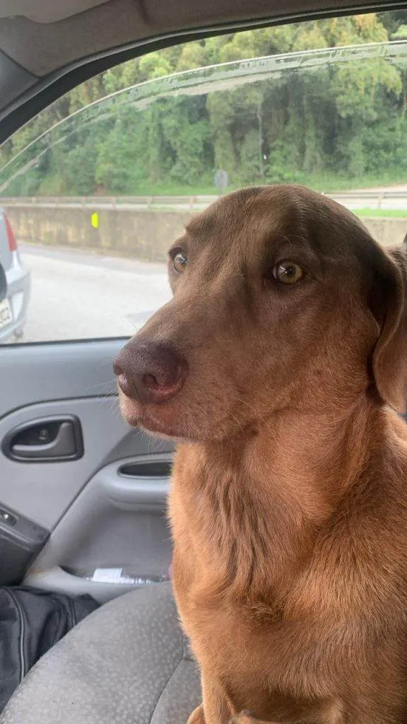 Cachorro ra a SRD-ViraLata idade 7 a 11 meses nome Adoção Urgente