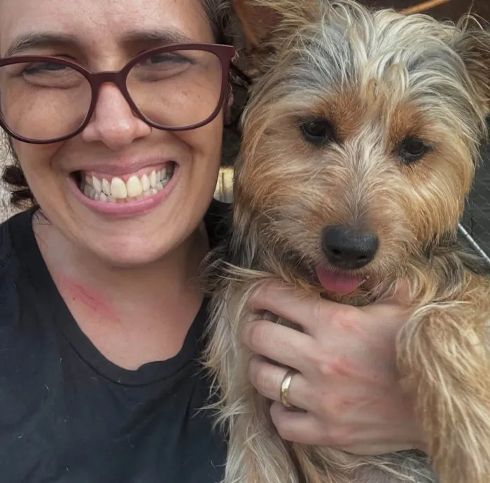 Cachorro ra a Yorkshire idade 2 anos nome Simba 
