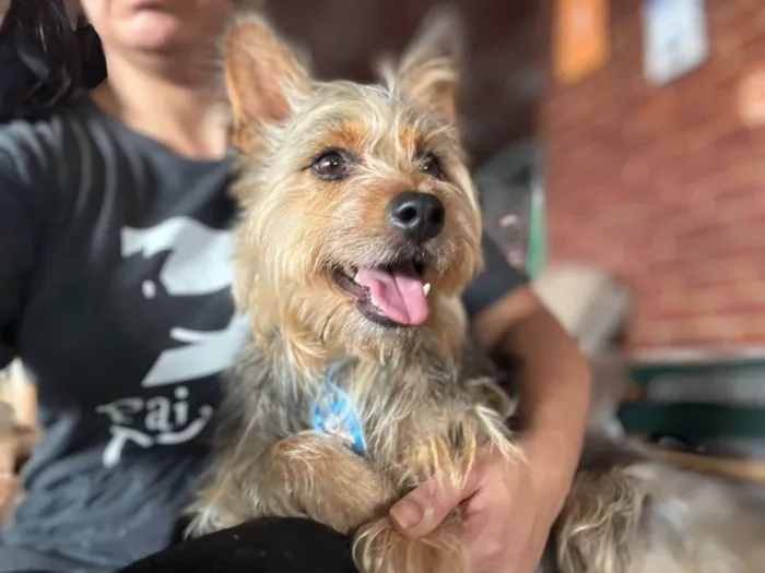 Cachorro ra a Yorkshire idade 2 anos nome Simba 