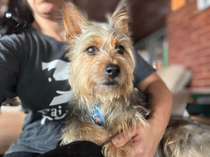 Cachorro ra a Yorkshire idade 2 anos nome Simba 