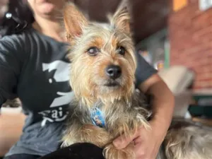 Cachorro raça Yorkshire idade 2 anos nome Simba 