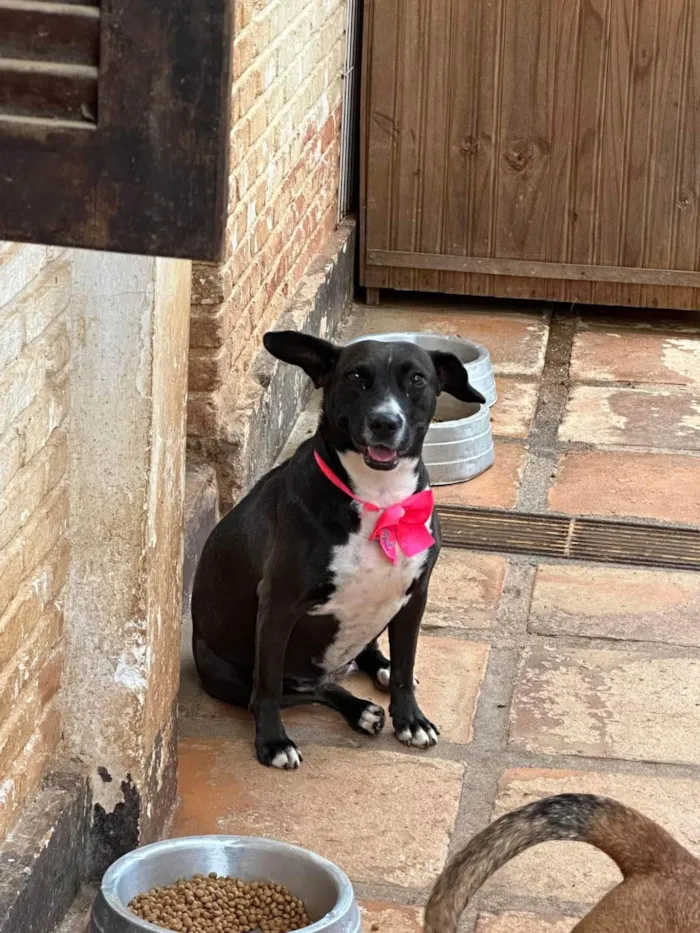 Cachorro ra a SRD-ViraLata idade 2 anos nome Naomi