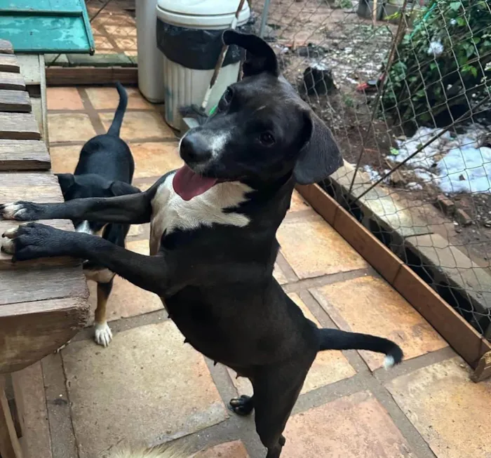 Cachorro ra a SRD-ViraLata idade 2 anos nome Naomi