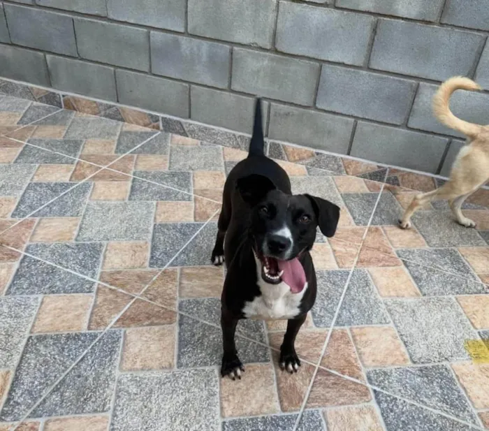 Cachorro ra a SRD-ViraLata idade 2 anos nome Naomi