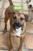Canela