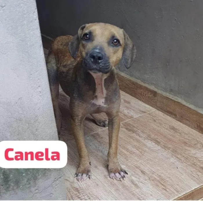 Cachorro ra a SRD-ViraLata idade 2 anos nome Canela 