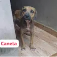 Canela