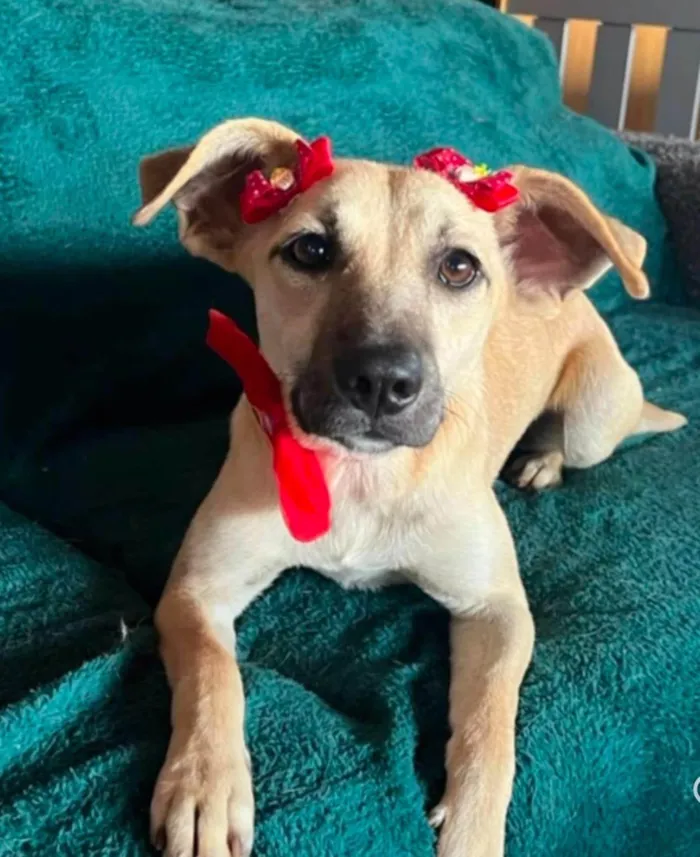 Cachorro ra a SRD-ViraLata idade 2 anos nome Tina