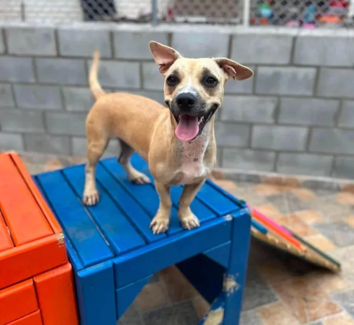 Cachorro ra a SRD-ViraLata idade 2 anos nome Tina